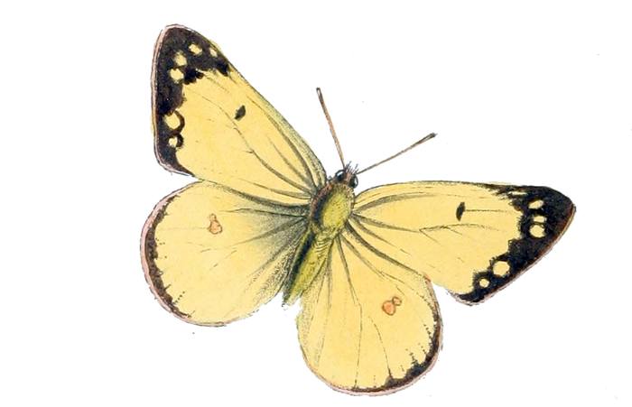 Североамериканская желтушка (Colias philodice), бабочки рисунок картинка