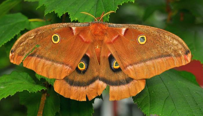 Сатурния полифем (Antheraea polyphemus), фото бабочки фотография