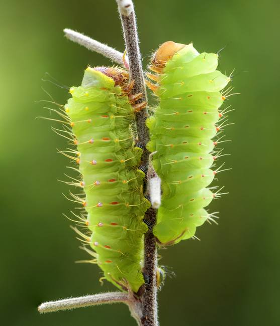 Сатурния полифем (Antheraea polyphemus), гусеницы, фото бабочки фотография