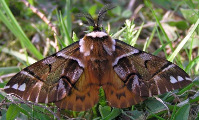 Березовый шелкопряд (Endromis versicolora), фото бабочки фотография