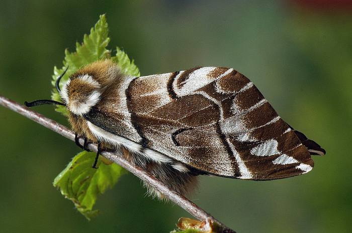 Березовый шелкопряд (Endromis versicolora), фото бабочки фотография