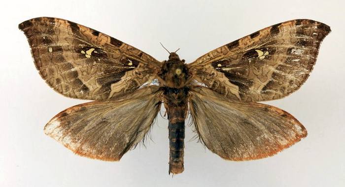 Тонкопряд кавказский (Phassus schamyl), фото бабочки фотография