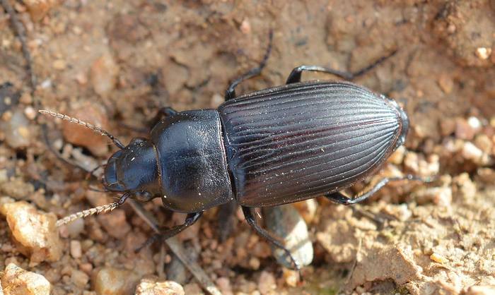 Жужелица (Anisodactylus signatus), фото жуки фотография