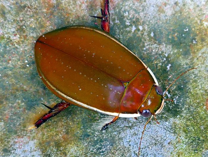 Плавунец (Cybister lateralimarginalis), фото жуки фотография
