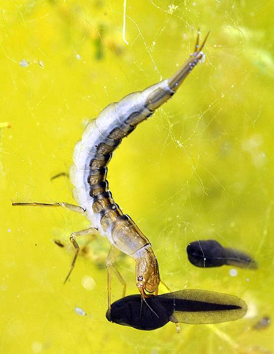 Плавунец (Dytiscus), личинка, фото жуки фотография