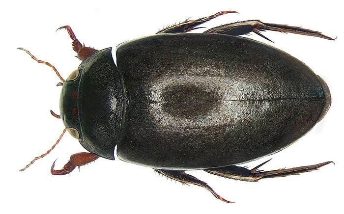 Гребец двуточечный (Agabus bipustulatus), фото жуки фотография