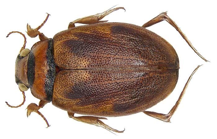 Гигробиус медлительный (Hygrobia hermanni), фото жуки фотография