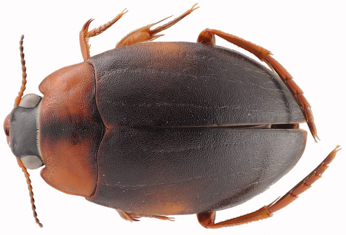 Гигробиус (Hygrobia wattsi), фото жуки фотография