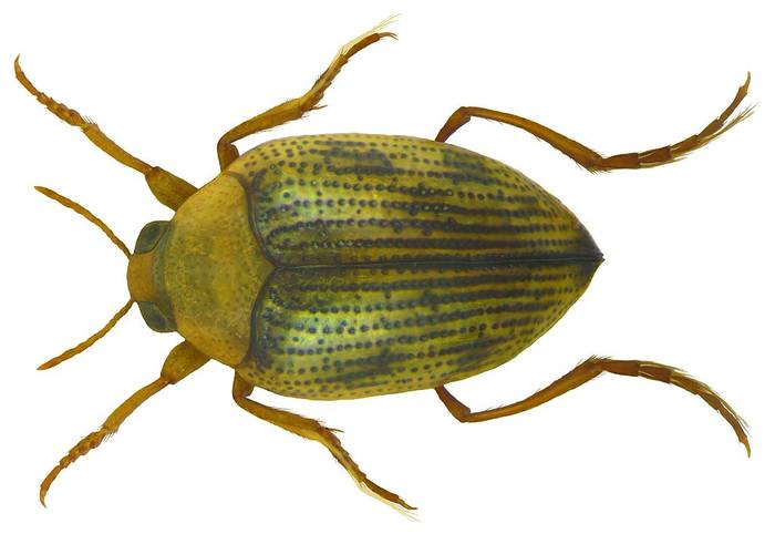Жук-плавунчик (Haliplus ruficollis), фото жуки фотография