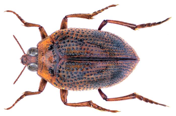 Жук-плавунчик (Peltodytes caesus), фото жуки фотография