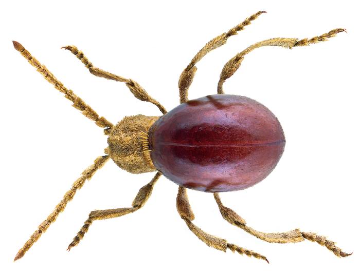 Блестящий жук-паук (Mezium affine), фото жуки фотография