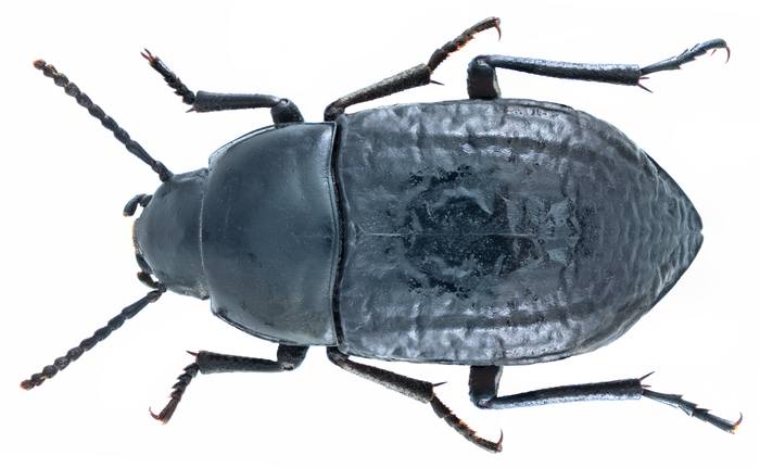 Чернотелка (Hegeter impressus), фото жуки фотография