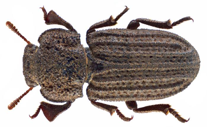 Чернотелка (Scleropatrum asperulum), фото жуки фотография
