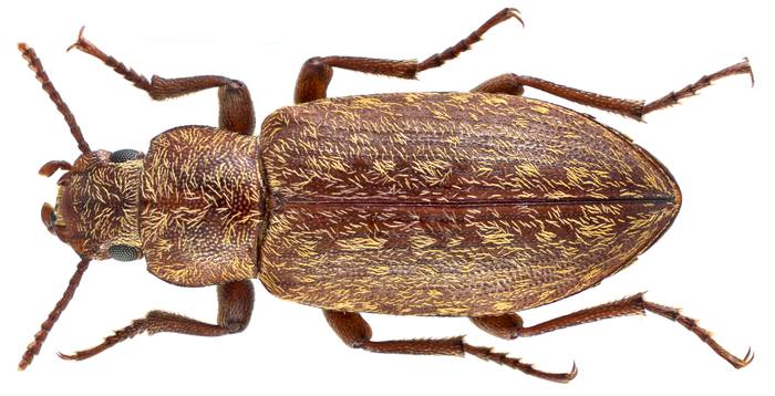 Чернотелка (Himatismus villosus), фото жуки фотография