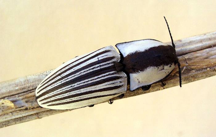 Щелкун (Chalcolepidius limbatus), фото жуки фотография