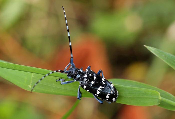Усач (Anoplophora malasiaca), фото жуки фотография