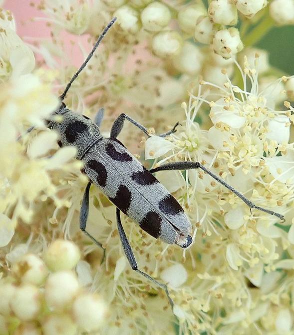 Клит Гербста (Chlorophorus herbstii), фото жуки фотография