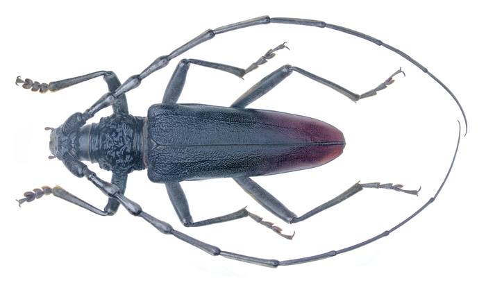 Большой дубовый усач (Cerambyx cerdo), фото жуки фотография