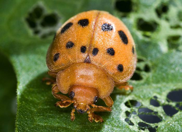 Мексиканский бобовый жук (Epilachna varivestis), фото жуки фотография