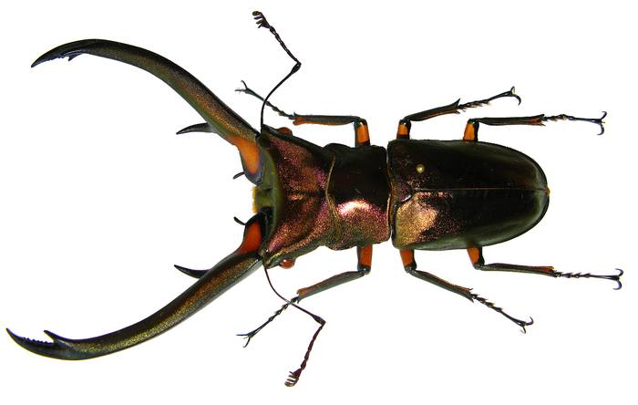 Жук-олень (Cyclommatus elaphus), фото жуки фотография