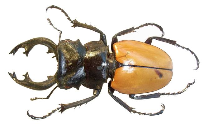 Жук-олень (Odontolabis mouhoti), фото жуки фотография