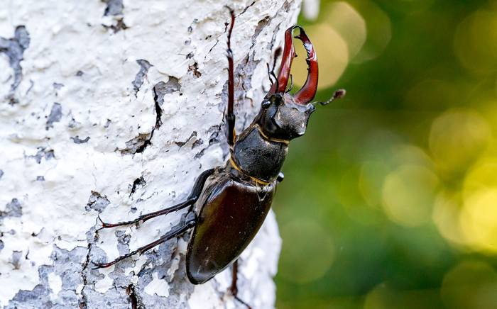 Жук-олень (Lucanus cervus), фото жуки фотография
