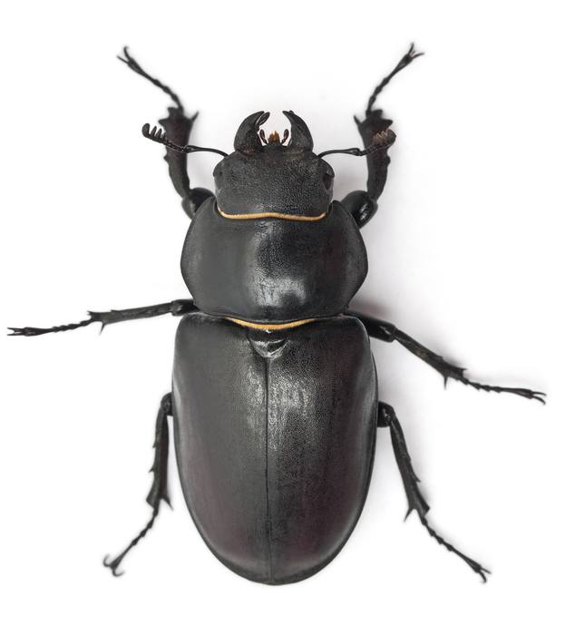 Жук-олень (Lucanus cervus), фото жуки фотография