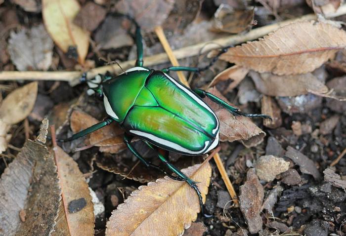 Пластинчатоусый жук (Dicronorrhina derbyana), фото жуки фотография