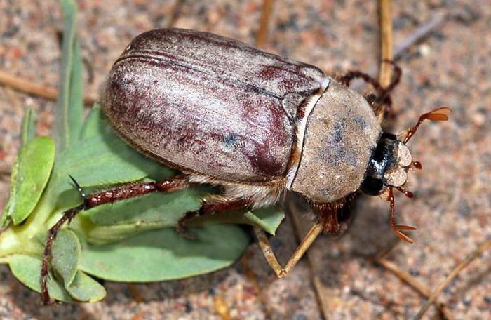 Серый опылённый хрущ (Chioneosoma porosum), фото жуки фотография