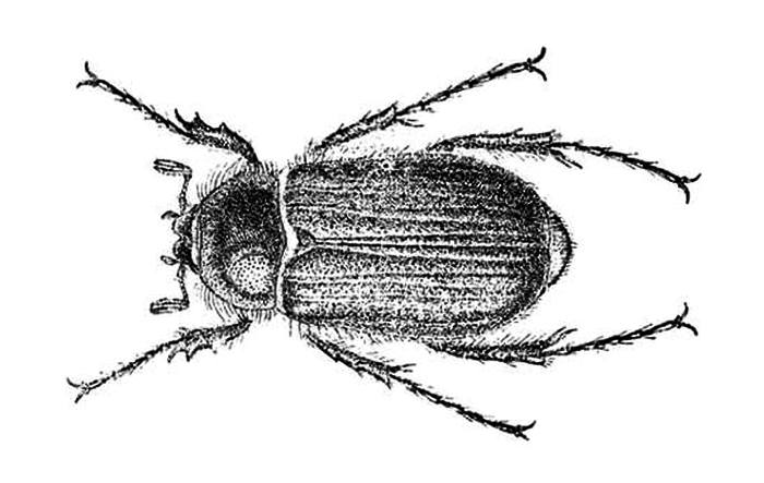Опыленный хрущ Рейттера (Chioneosoma reitteri), рисунок жуки картинка