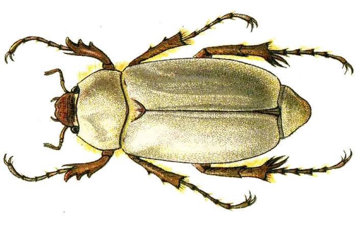Корнегрыз Комарова (Chioneosoma komarowi), рисунок жуки картинка