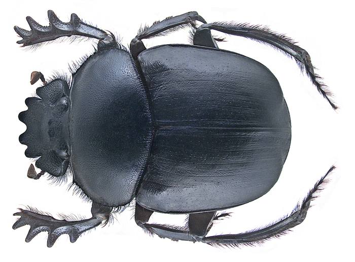 Священный скарабей (Scarabaeus sacer), фото жуки фотография