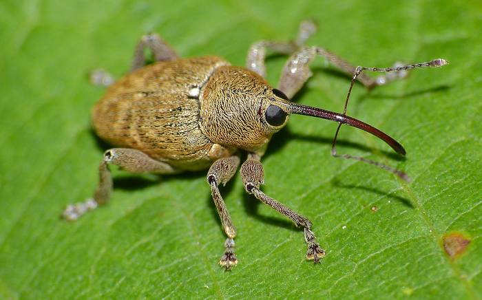 Долгоносик дубовый (Curculio glandium), фото жуки фотография