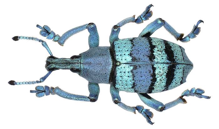 Долгоносик (Eupholus amalulu), фото жуки фотография