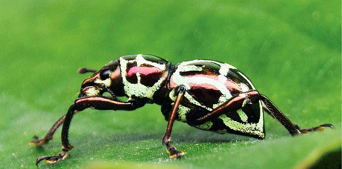 Долгоносик (Pachyrhynchus cumingii), фото жуки фотография