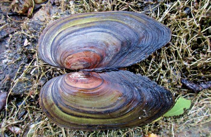 Беззубка обыкновенная, или европейская (Anodonta cygnea), фото фотография двустворчатые моллюски