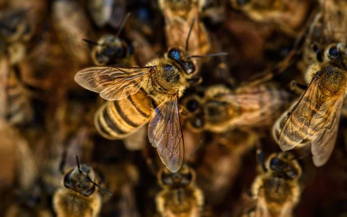 Пчела, фото насекомые фотография
