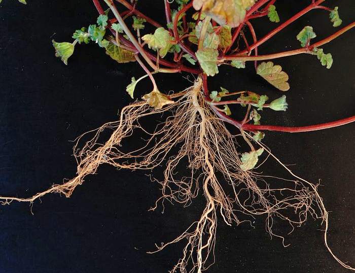 Яснотка стеблеобъемлющая (Lamium amplexicaule), фото фотография растения