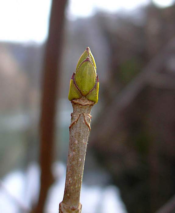 Белый клен( Acer pseudoplatanus), почка, фото фотография растения