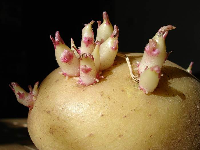Клубень картофеля, фото фотография растения