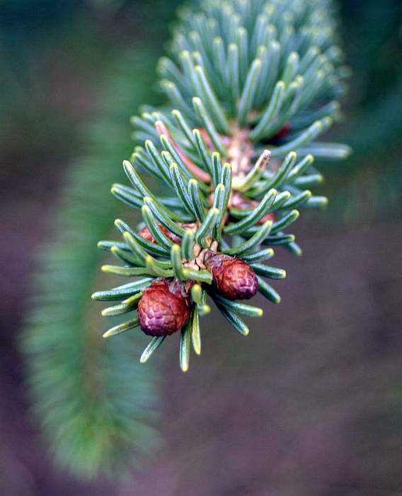 Сизая ель (Picea glauca), хвоя, фото фотография растения
