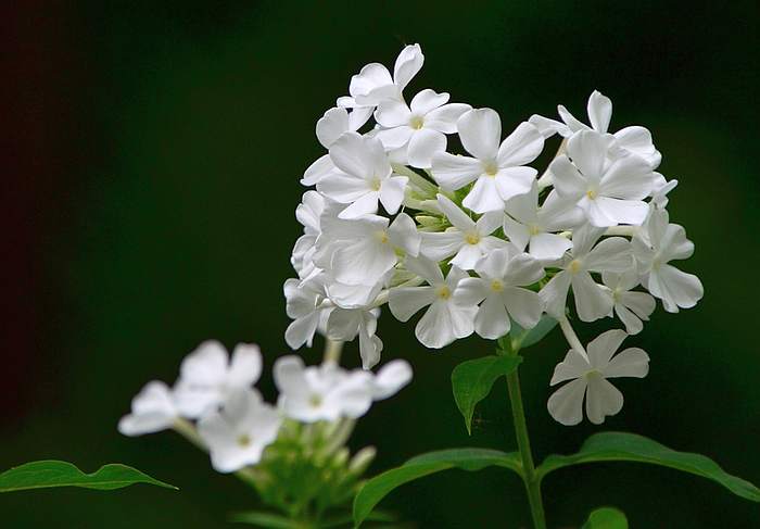 Белые флоксы, фото фотография цветы