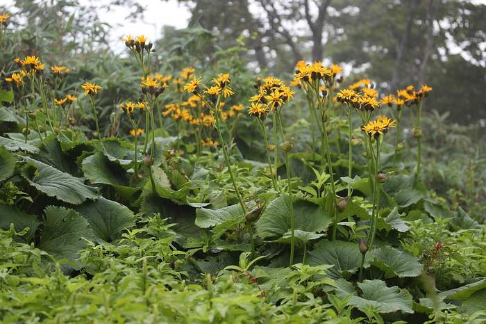 Бузульник зубчатый (Ligularia dentata), фото фотография садовые растения