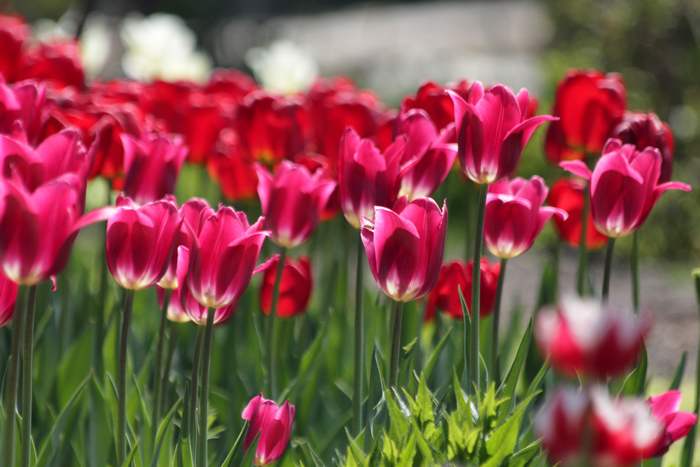 Цветущие тюльпаны, фото фотография садовые растения
