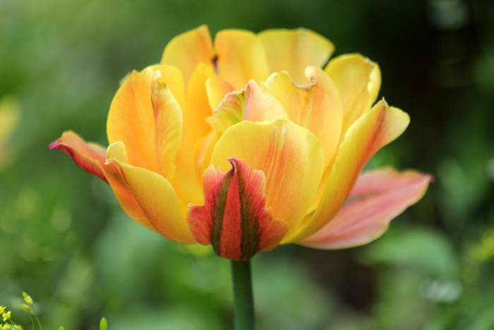 Тюльпан, фото фотография луковичные растения