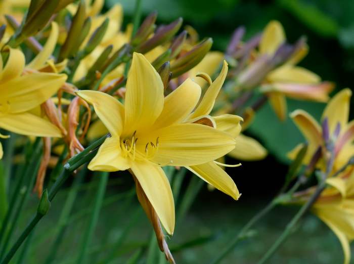 Лилейник (Hemerocallis sp.), фото фотография садовые растения