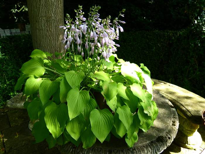 Хоста (Hosta), фото фотография садовые растения