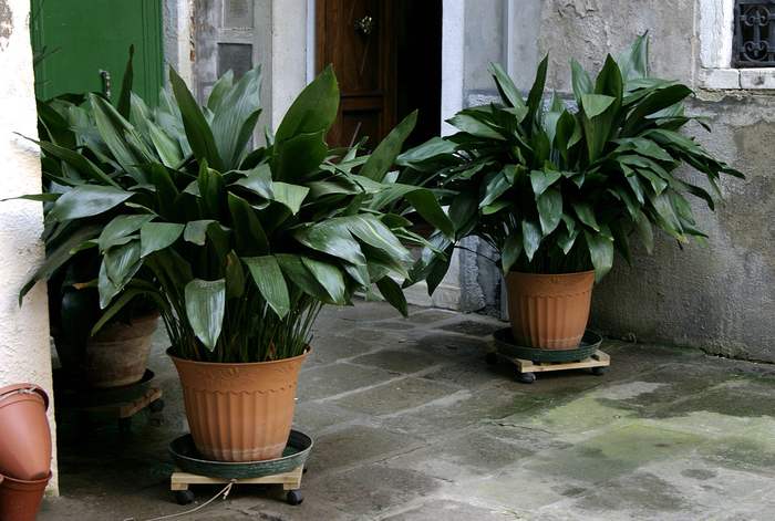 Аспидистра высокая (Aspidistra elatior), фото фотография комнатные растения