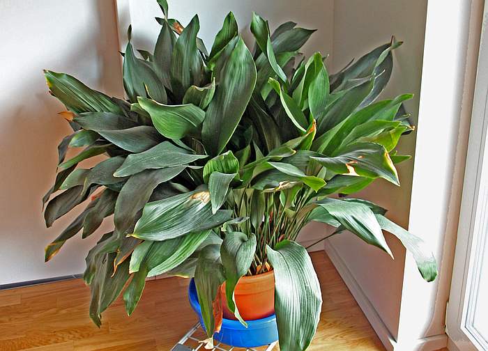 Аспидистра высокая (Aspidistra elatior), фото фотография комнатные растения