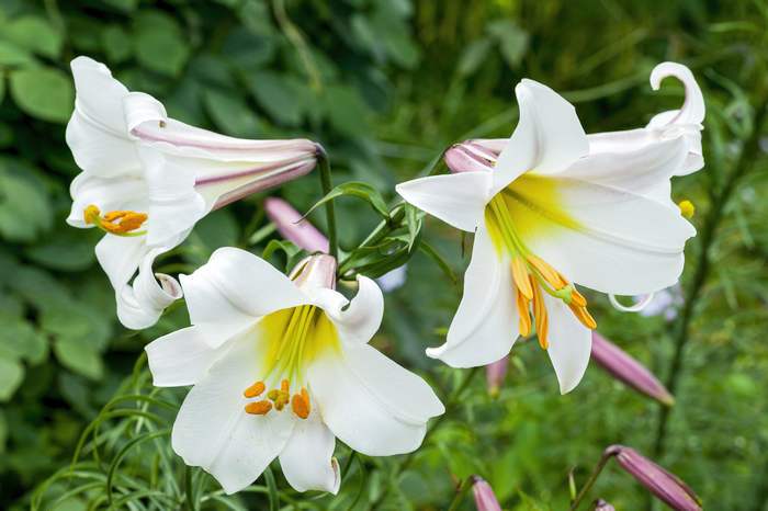Лилия царственная (Lilium regale), фото фотография садовые растения